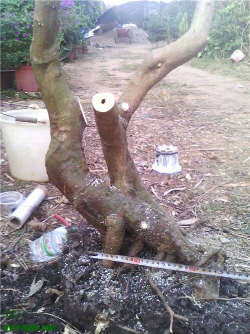 125640r2le22d98ff480oo.jpg.thumb.jpg