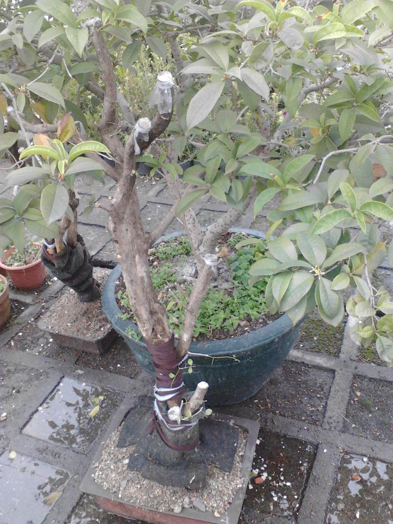 IMG_20131217_123117.jpg