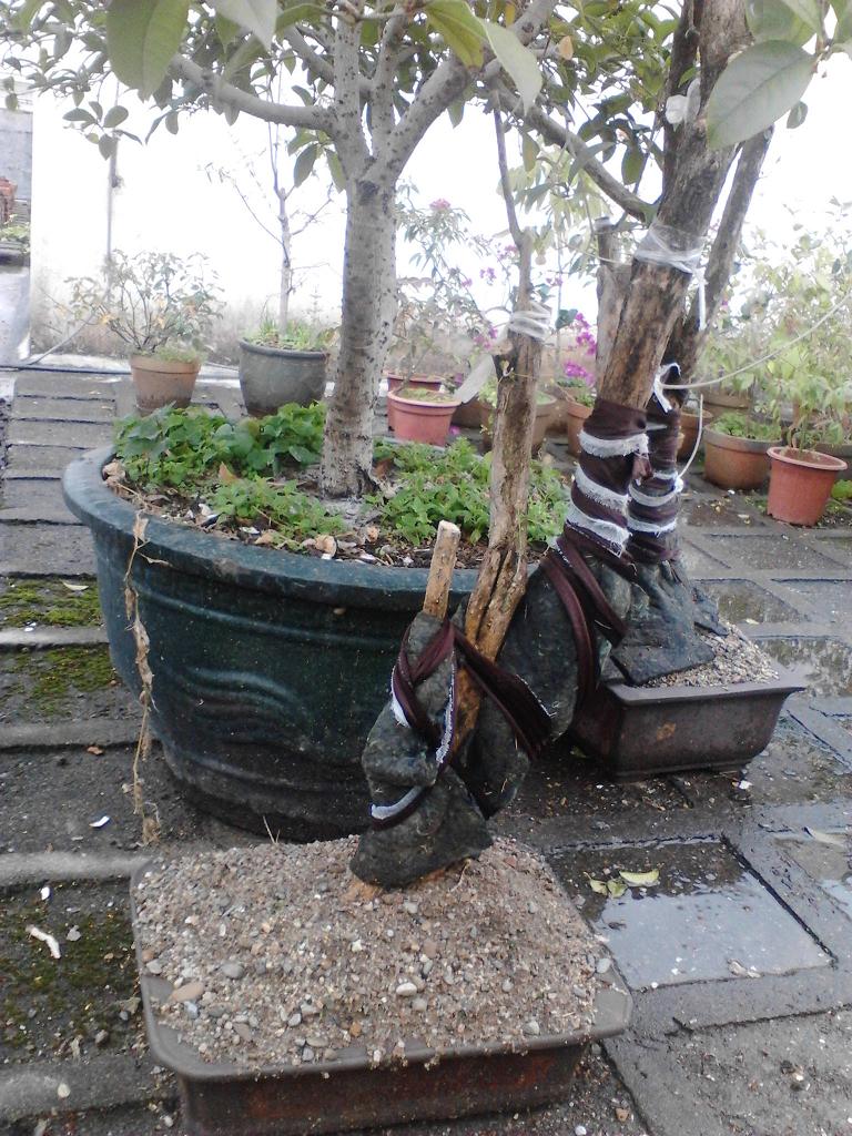 IMG_20131217_123154.jpg