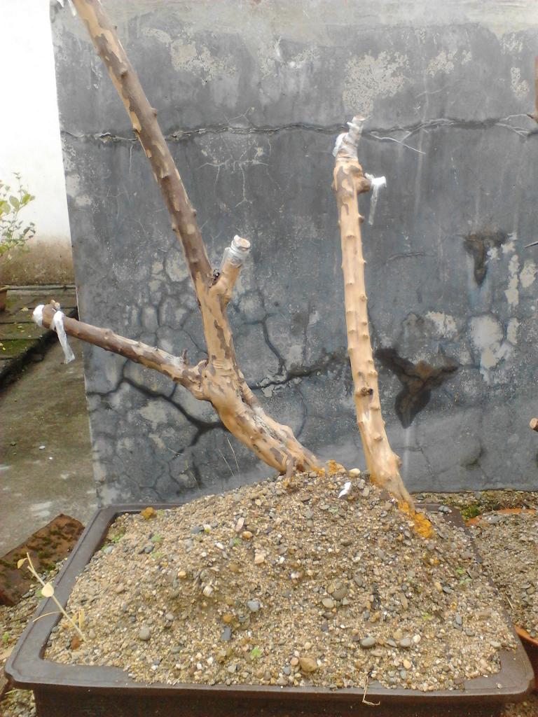 IMG_20131217_124159.jpg