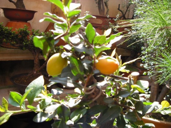 SDC13626.JPG