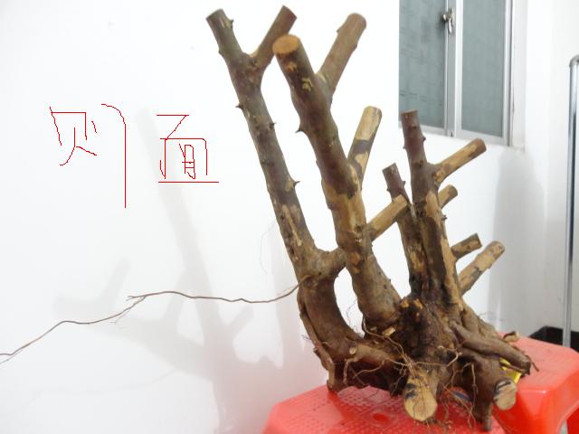 DSC01797.JPG