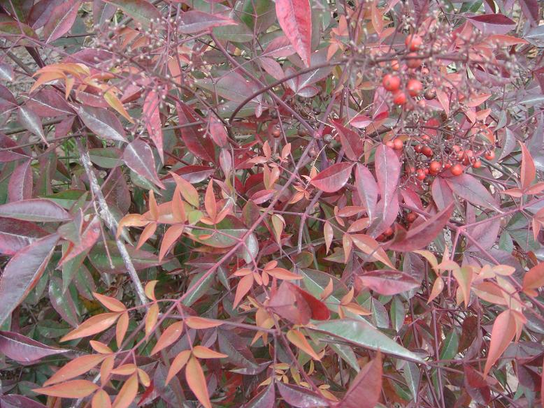 DSC06500.JPG