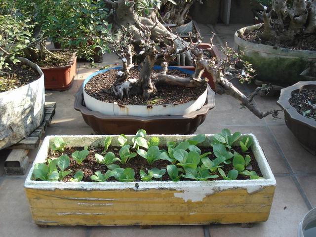 DSC01527.JPG