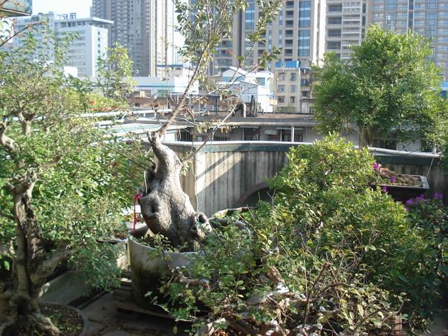 DSC01526.JPG