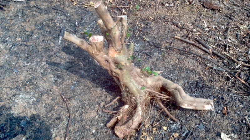 2013-12-19_15-28-34_502_conew3.jpg