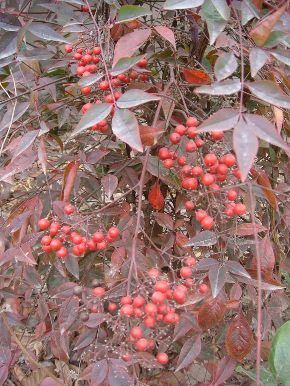 DSC06499.JPG