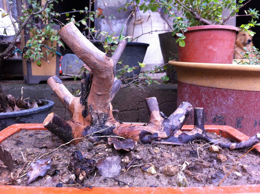 Ƭ 096.jpg
