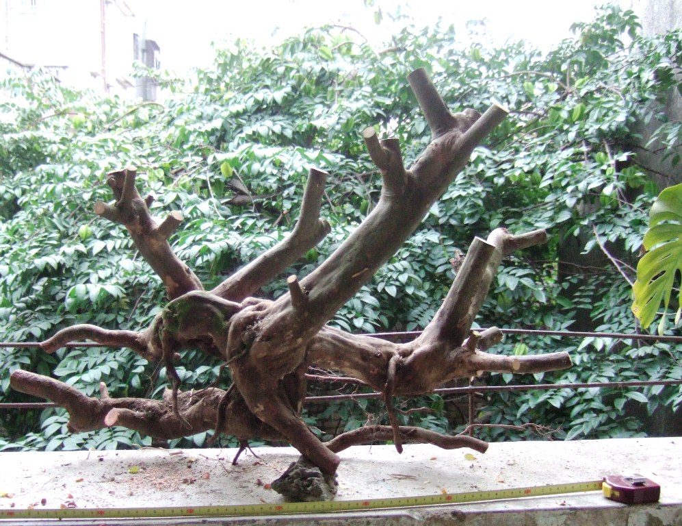 DSCF4619.JPG