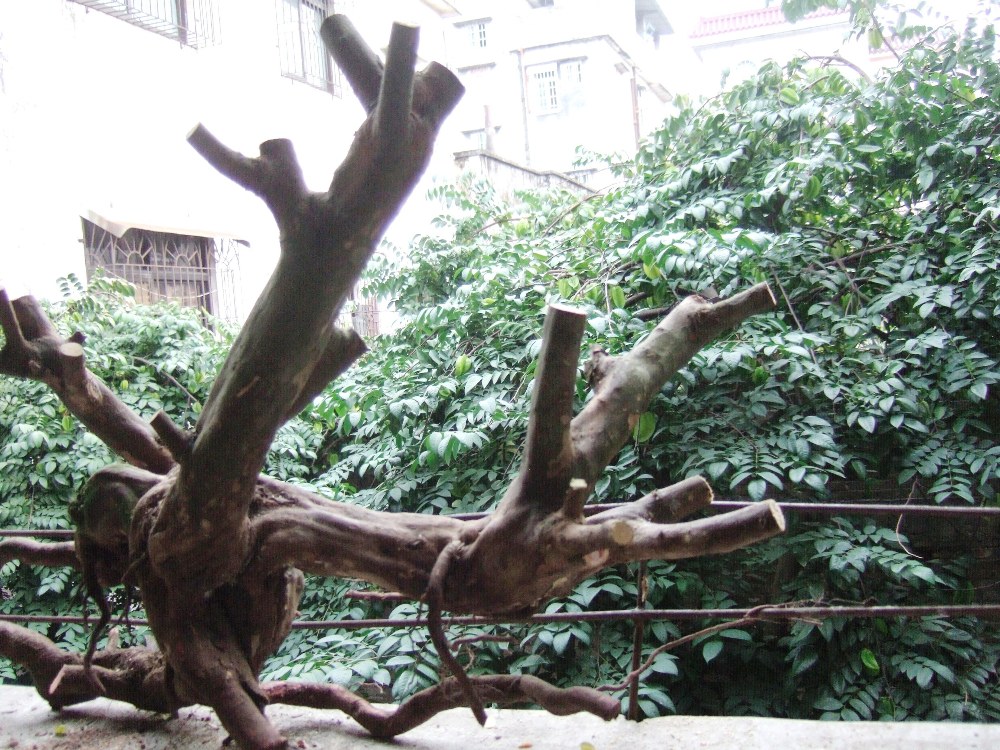 DSCF4622.JPG