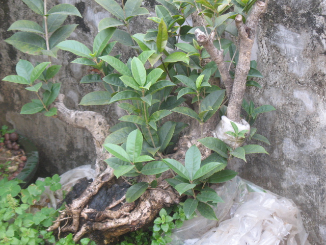 IMG_7289.JPG