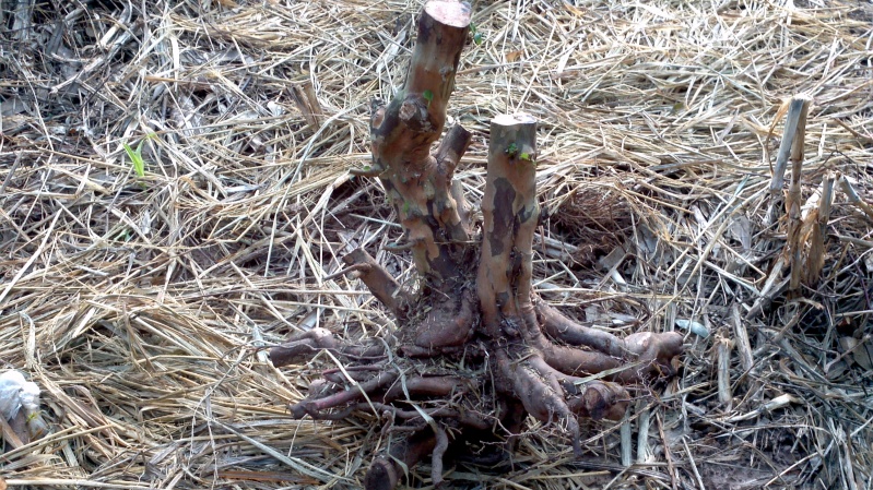 2013-12-22_08-42-05_995_conew1.jpg