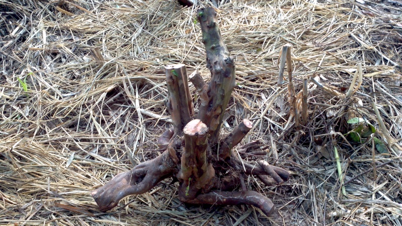 2013-12-22_08-43-34_702_conew1.jpg