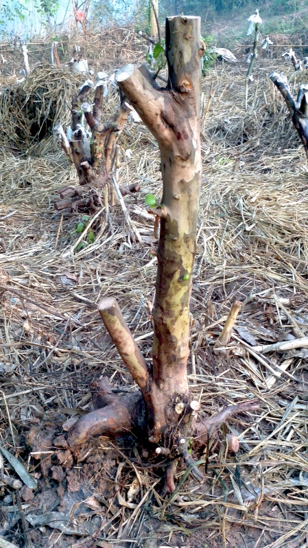 2013-12-22_08-45-23_95_conew1.jpg