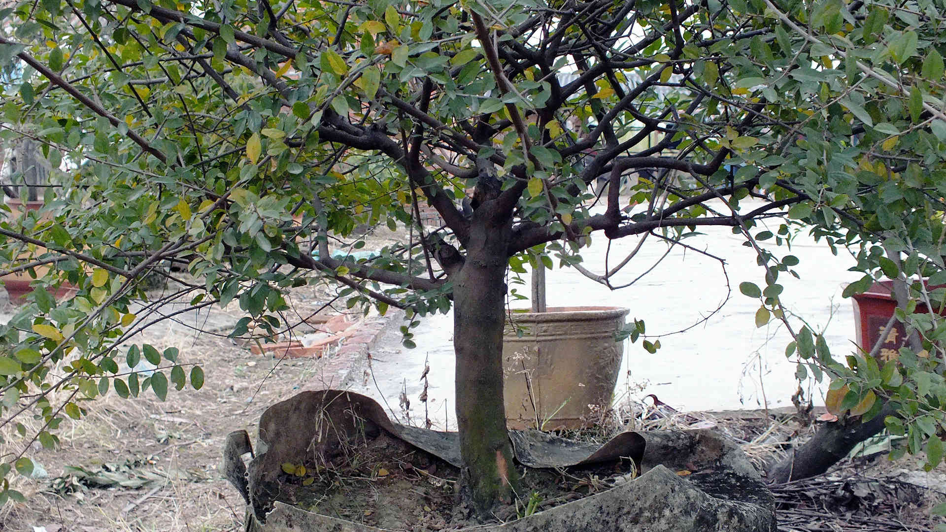 Ƭ 003.jpg