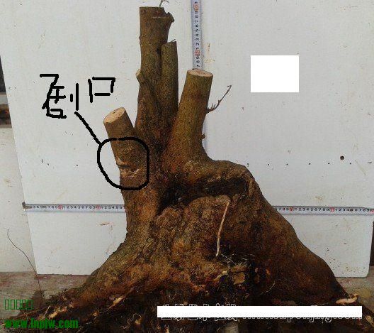 ޱ4.jpg