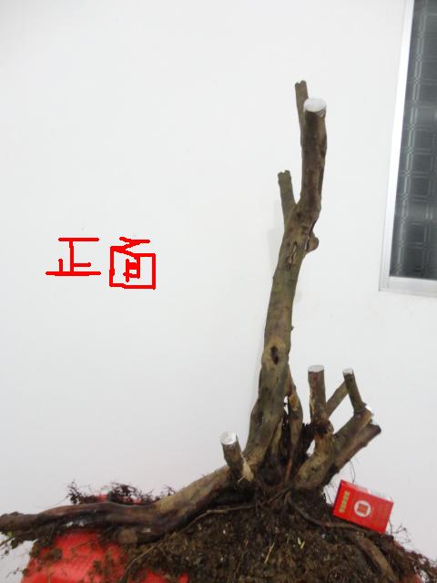 DSC01803.JPG