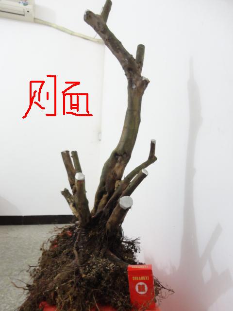 DSC01804.JPG