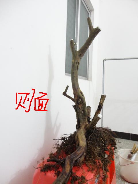 DSC01805.JPG