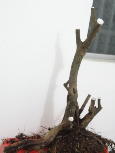DSC01815.JPG