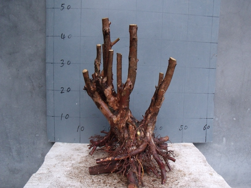 GEDC4339_.jpg