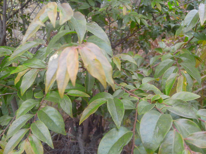 IMG_20131225_131136_.jpg