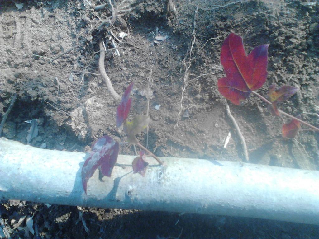IMG_20131225_153257.jpg