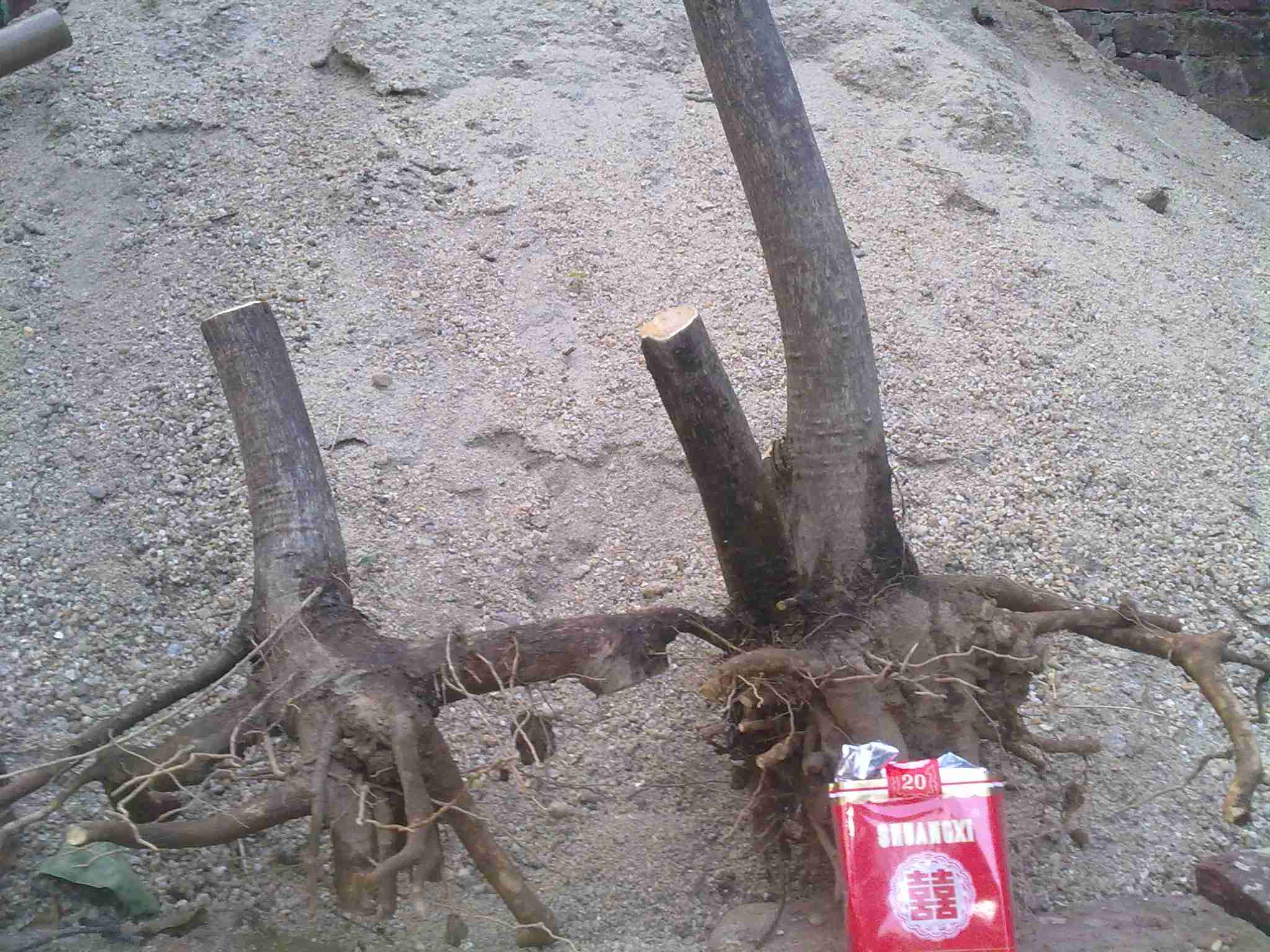20131226105.jpg