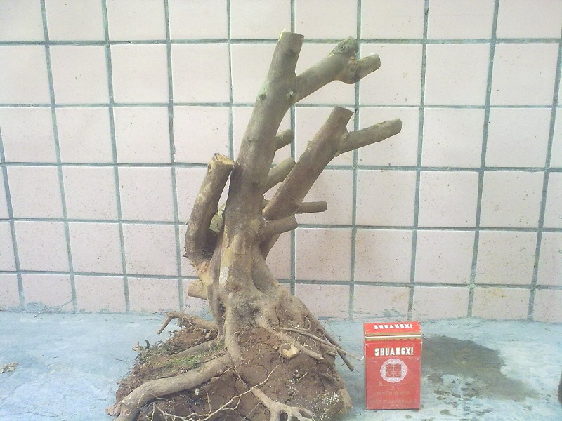 Ƭ4349.jpg