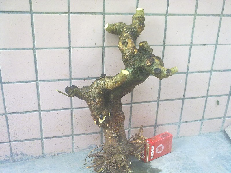 Ƭ4336.jpg