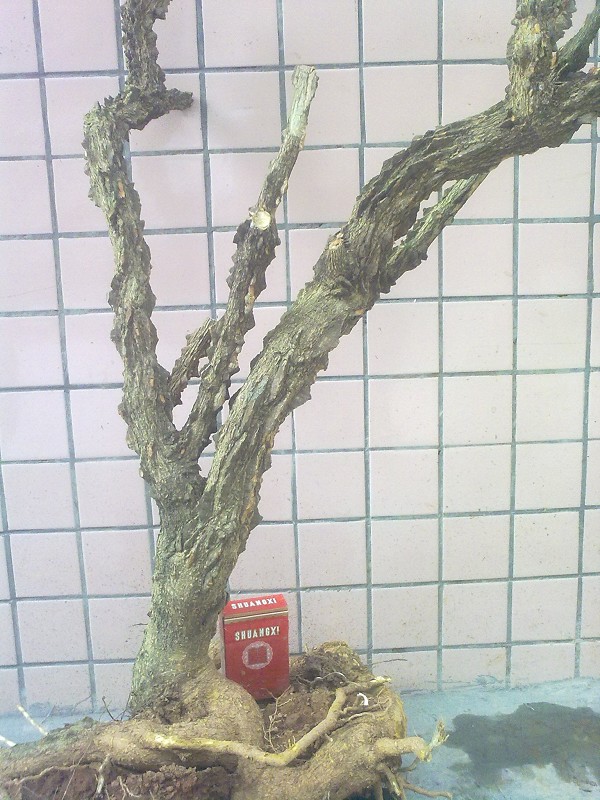Ƭ4345.jpg