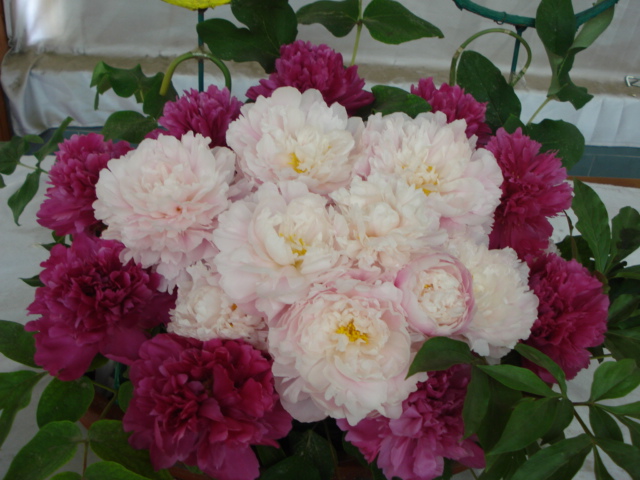 DSC07972.JPG