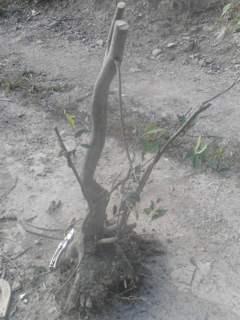 IMG_20131226_150627.jpg