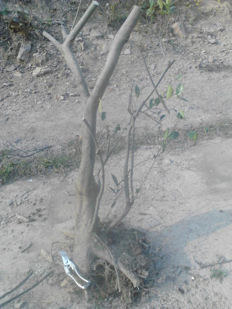 IMG_20131226_150637.jpg
