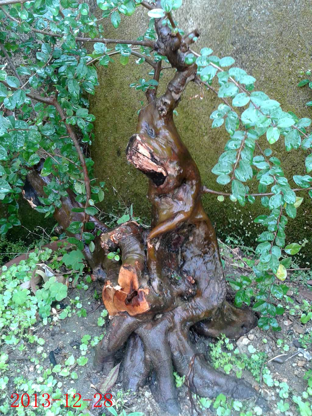 ȸ÷.jpg