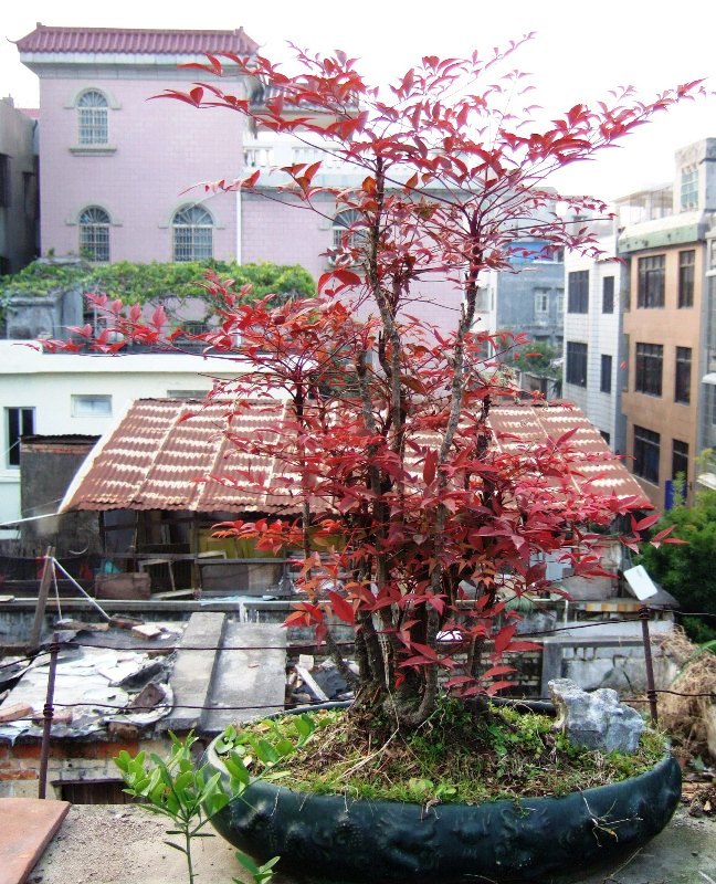 DSCF4645.JPG