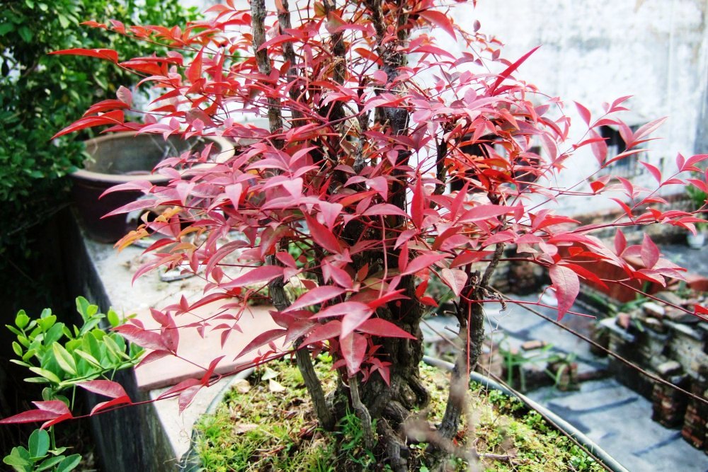 DSCF4651.JPG