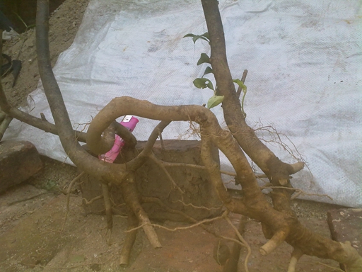 20131228110.jpg