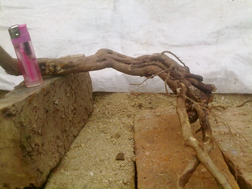20131228106.jpg