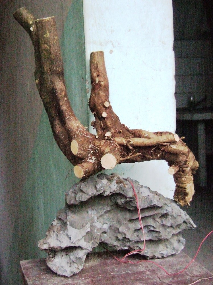 DSCF4683.JPG