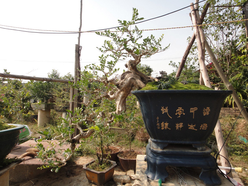DSC07200.jpg