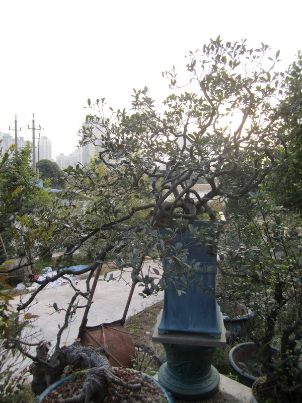 IMG_8123_С.JPG