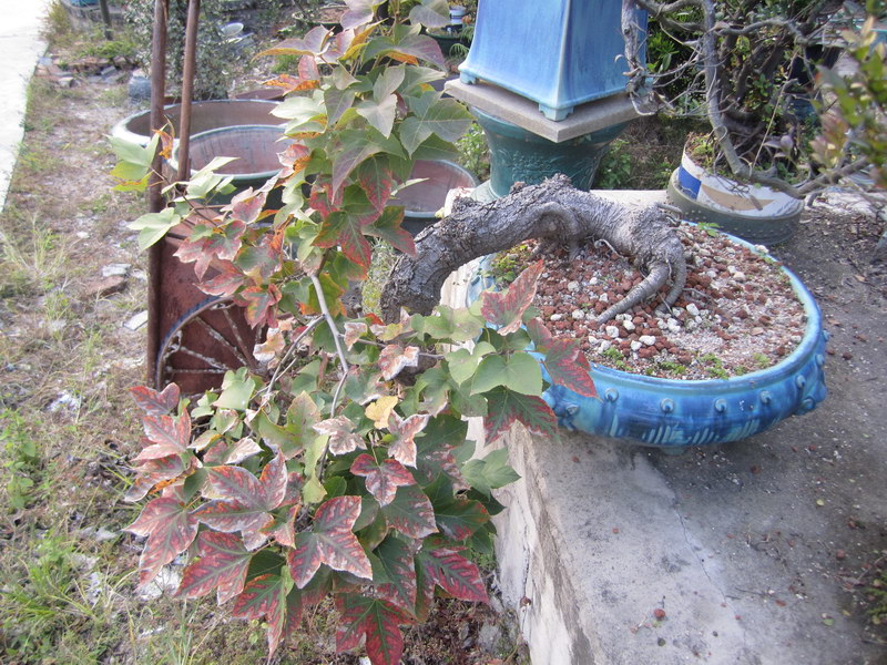 IMG_8127_С.JPG