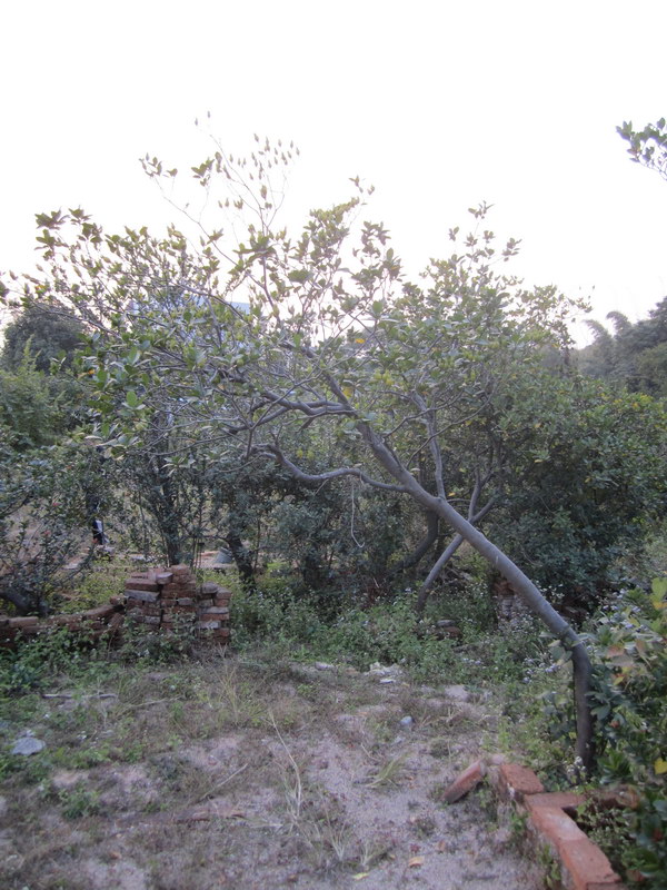 IMG_8162_С.JPG