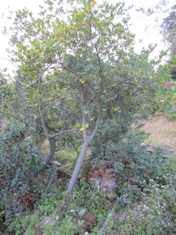 IMG_8167_С.JPG