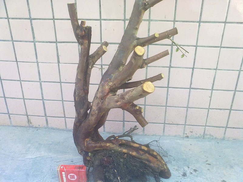 Ƭ4417.jpg