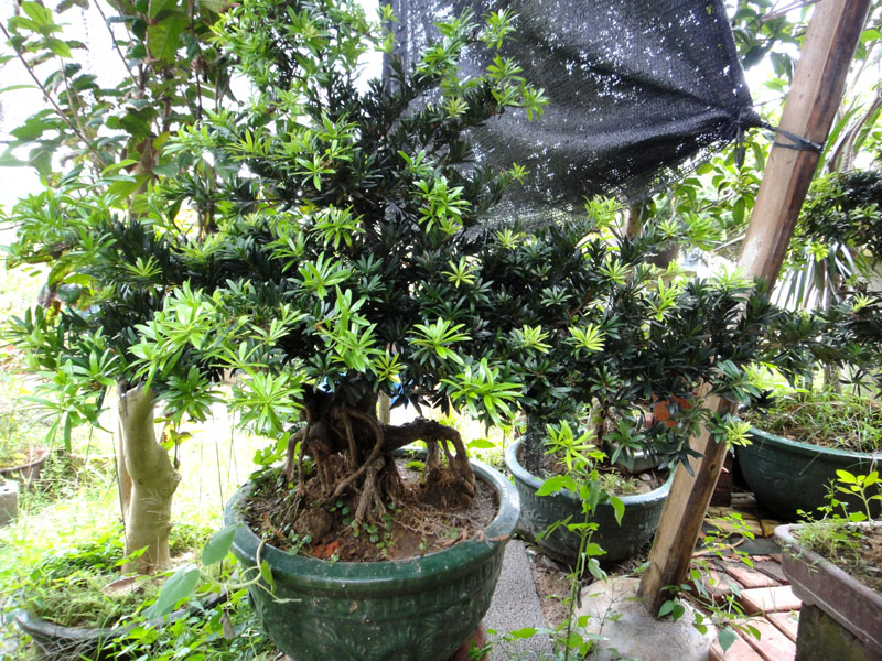 DSC06886.jpg