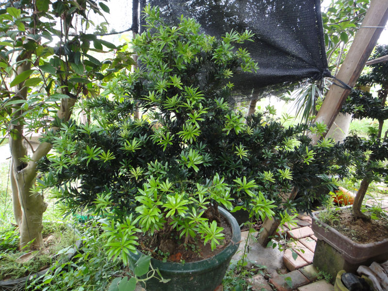 DSC06889.jpg