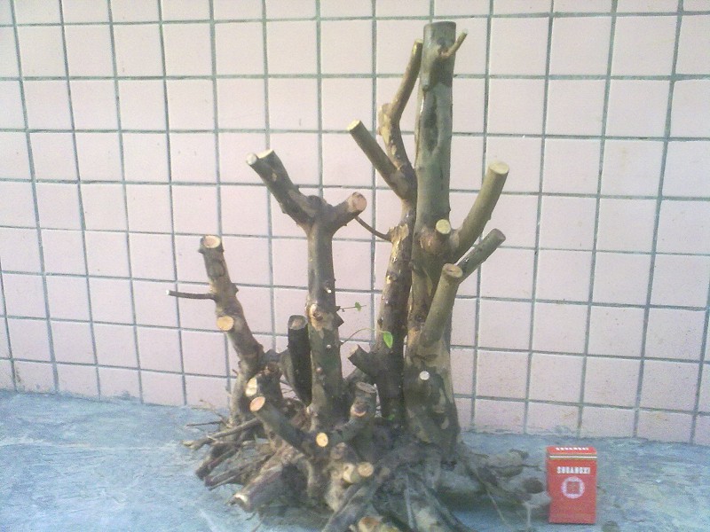 Ƭ4440.jpg