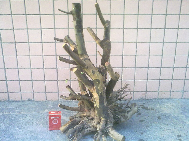 Ƭ4441.jpg